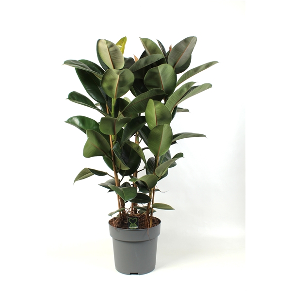 Ficus elastica Robusta 33Ø 130cm 3pp