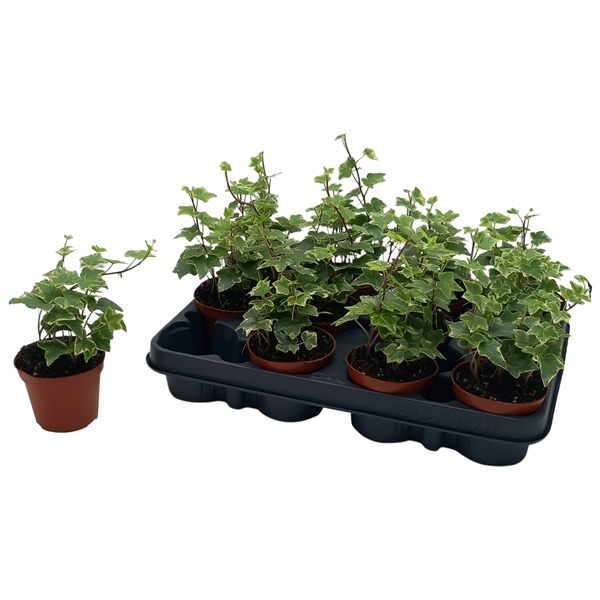 Hedera helix Mint Kolibri 8,5Ø 7cm