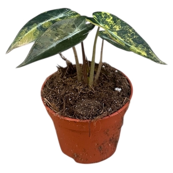 Alocasia Bambino Aurea 6Ø 10cm 1pp