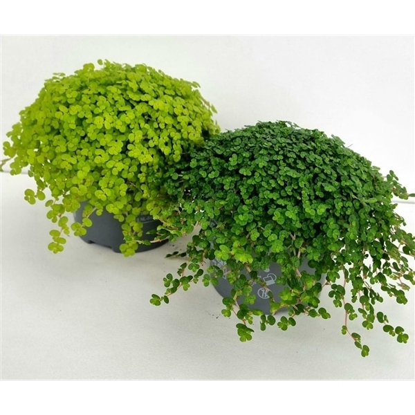Soleirolia soleirolii mix 9Ø 11cm