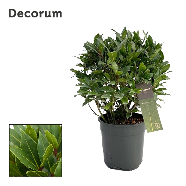 Laurus Nobilis boll on pot 20Ø 50cm 40Ø