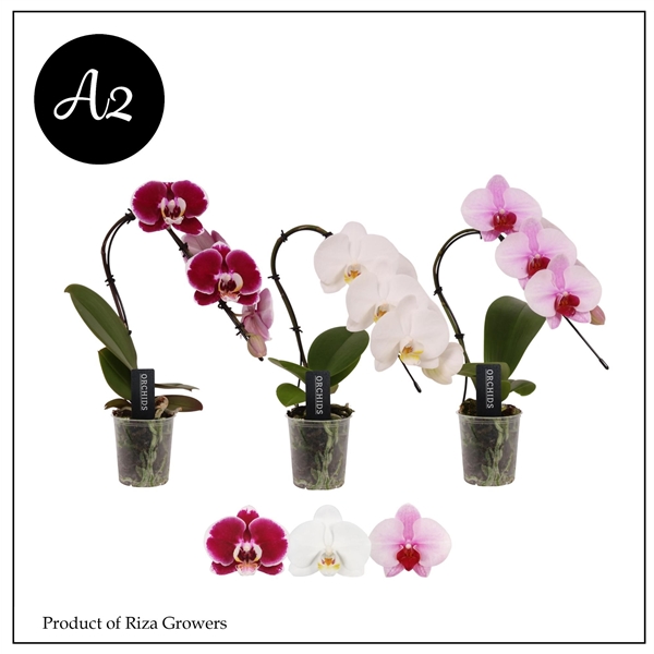 Phalaenopsis Swan mix 7Ø 35cm 1st 5fl