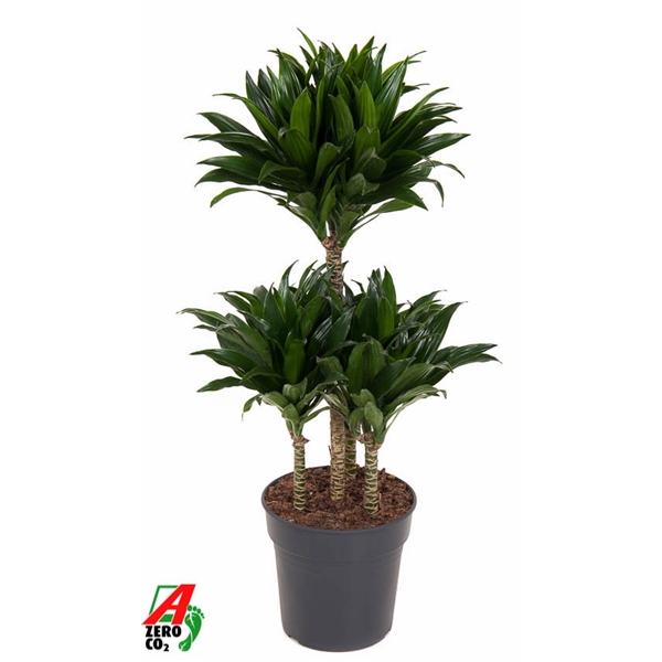 Dracaena fragrans Compacta carrousel 21Ø 80cm 4pp