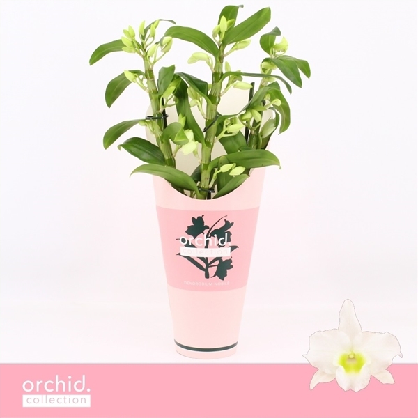 Dendrobium Nobile Apollon potcover 12Ø 40cm 3st 55fl