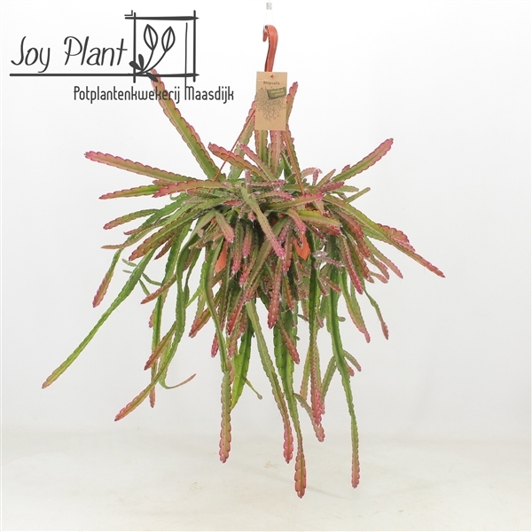 Lepismium cruciforme Red Tip (Cites) 21Ø 40cm