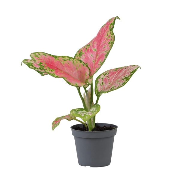 Aglaonema Red Valentine 6Ø 12cm 1pp