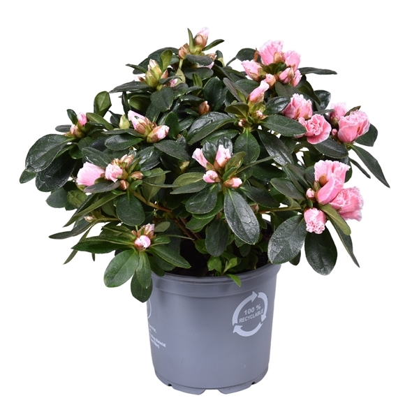 Rhododendron simsii Inga 12Ø 27cm 25Ø