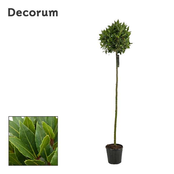 Laurus Nobilis ball on stem 25Ø 190cm 40Ø