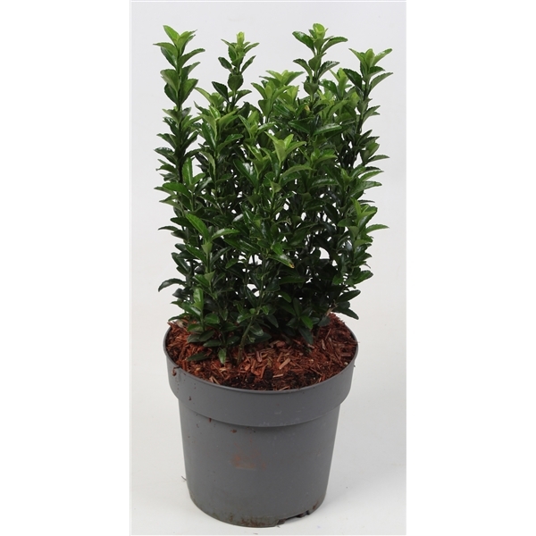 Euonymus japonicus Green Spire 17Ø 30cm