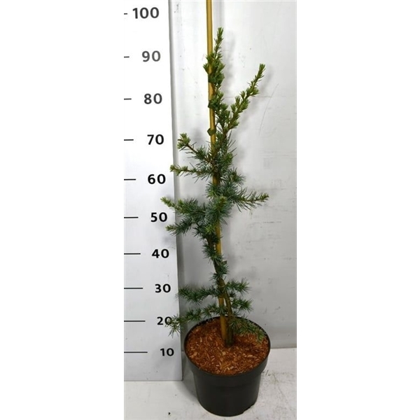 Cedrus libani Glauca 23Ø 110cm