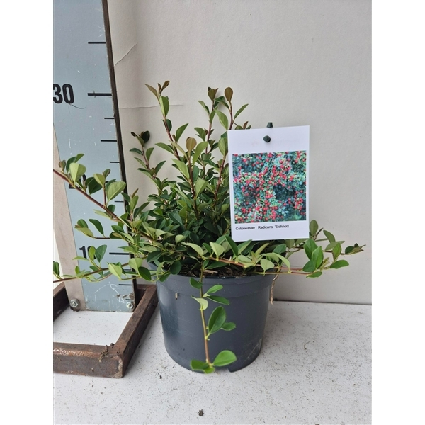 Cotoneaster radicans Eichholz 17Ø 30cm