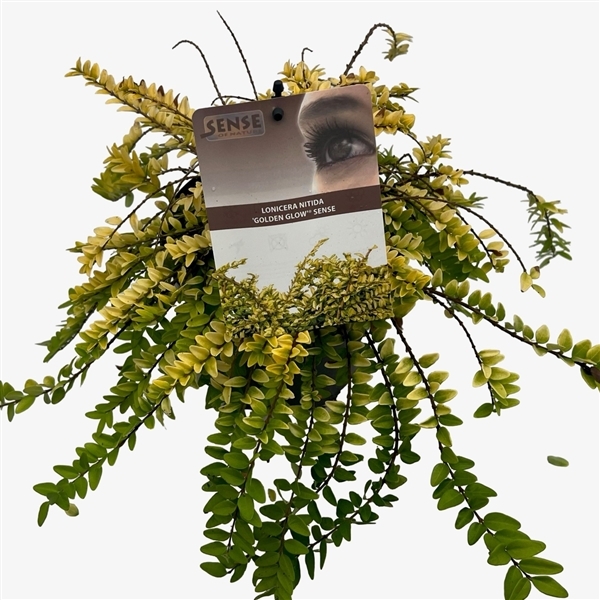 Lonicera nitida Golden Glow 17Ø 35cm