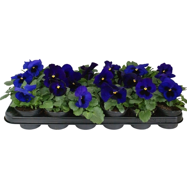 Viola Wittrockiana delta F1 dark blue with blotch 9Ø 12cm