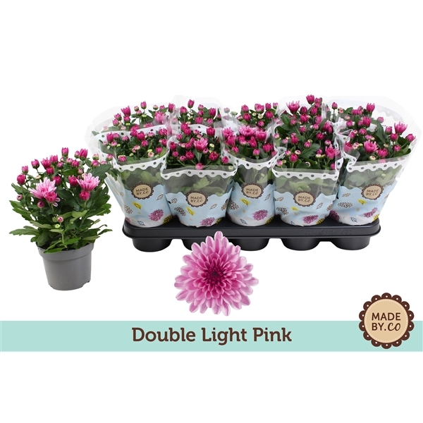 Chrysanthemum Indicum Dynamic 12Ø 25cm 3pp