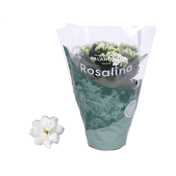 Kalanchoe Blos Rosalina Don Dione 12Ø 27cm
