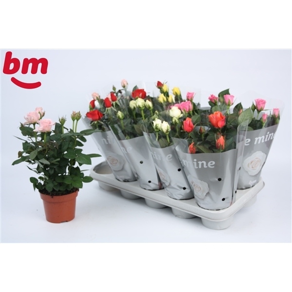 Rosa Beau Monde mixed 12Ø 28cm