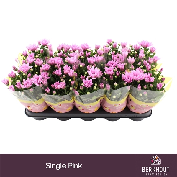 Chrysanthemum Indicum Breeze Pink 12Ø 26cm 3pp