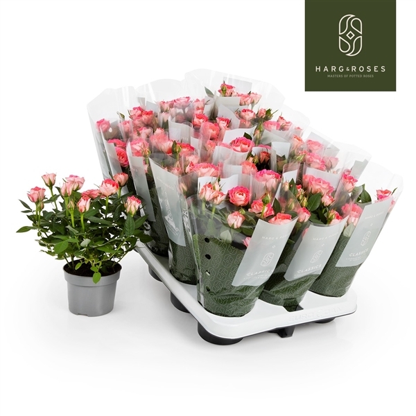 Rosa Fame Kordana 10,5Ø 27cm