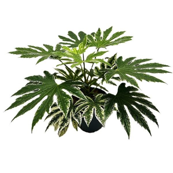 Fatsia Japonica SpiderWeb 17Ø 45cm