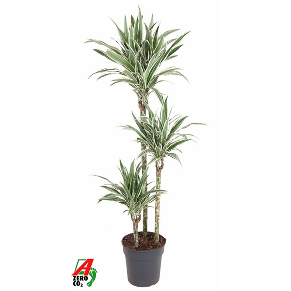 Dracaena frag. White Stripe 90-60-30 24Ø 140cm 3pp