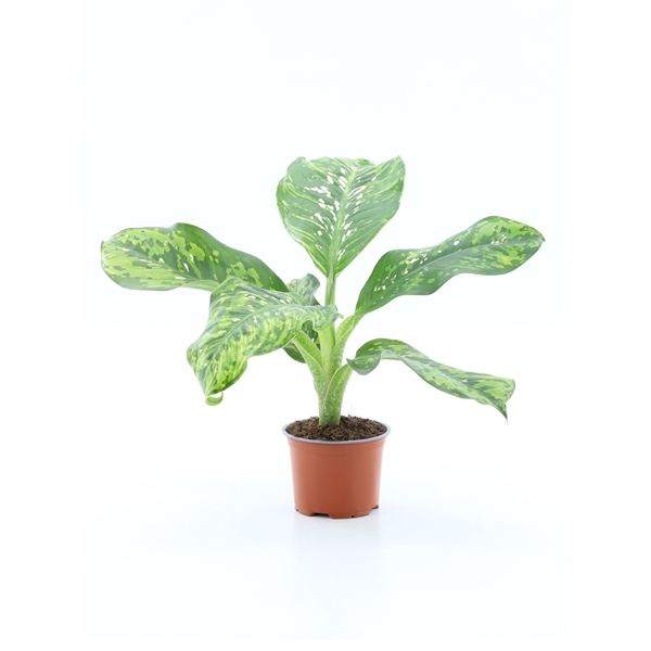 Dieffenbachia Camouflage 12Ø 40cm
