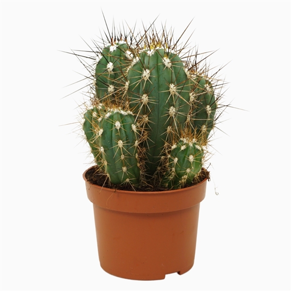 Stetsonia coryne 10,5Ø 15cm