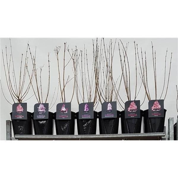 Syringa mixed 21Ø 50cm