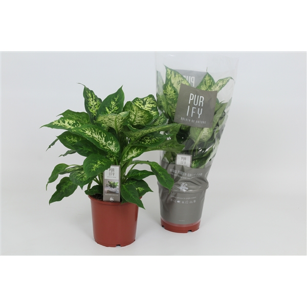 Dieffenbachia Compacta 17Ø 50cm