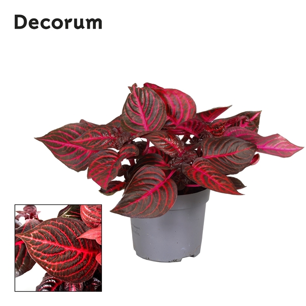 Iresine herbstii Rich Redstar 13Ø 20cm