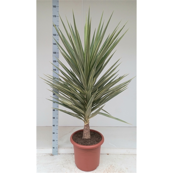 Yucca elephantipes Jewel 40Ø 160cm 1Head