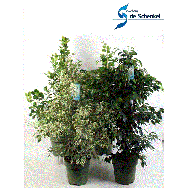 Ficus benjamina mix trolley 27Ø 150cm 3pp