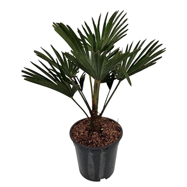 Trachycarpus Wagneriana 19Ø 50cm
