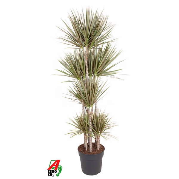 Dracaena Bicolor carrousel 34Ø 180cm 8pp