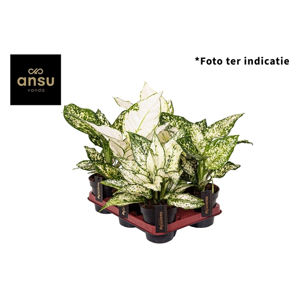 Aglaonema mix white 12Ø 35cm 1pp