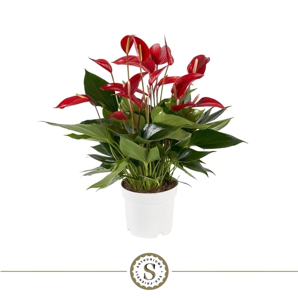 Anthurium Banderola Roja 17Ø 55cm 10fl