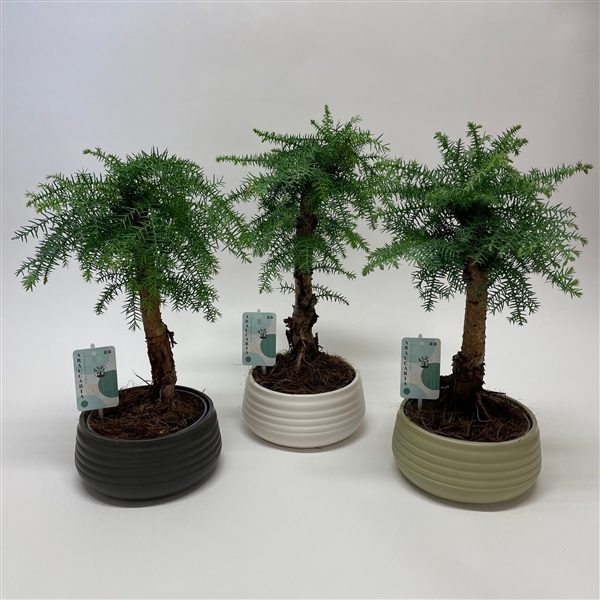 Bonsai Araucaria Cunninghamii 19Ø 50cm 1pp