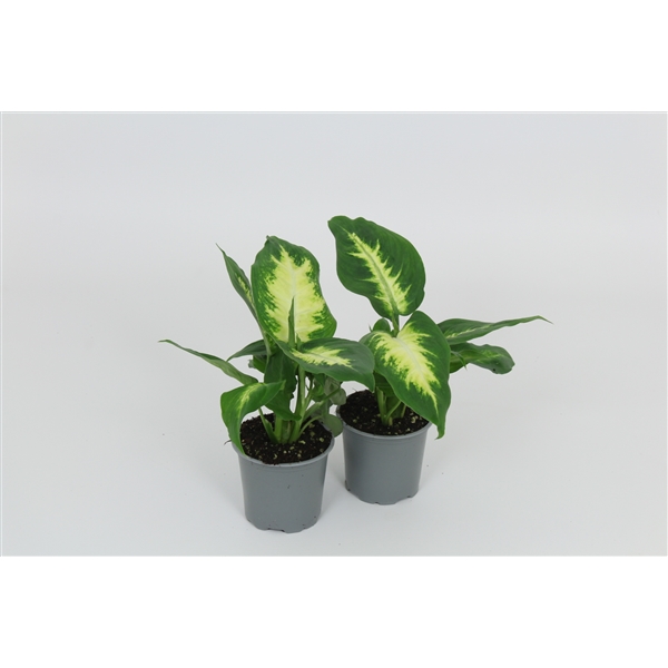Dieffenbachia Camilla 8,5Ø 28cm