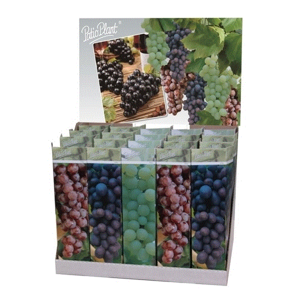 Vitis vinifera mix 10,5Ø 35cm
