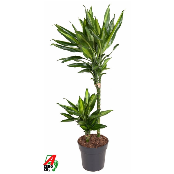 Dracaena frag Cintho 45-15 19Ø 100cm 2pp