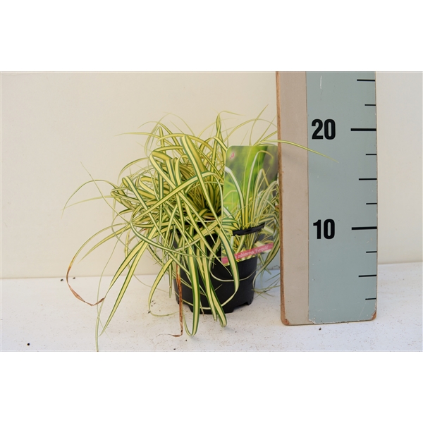 Carex Oshimensis Evergold 13Ø 25cm