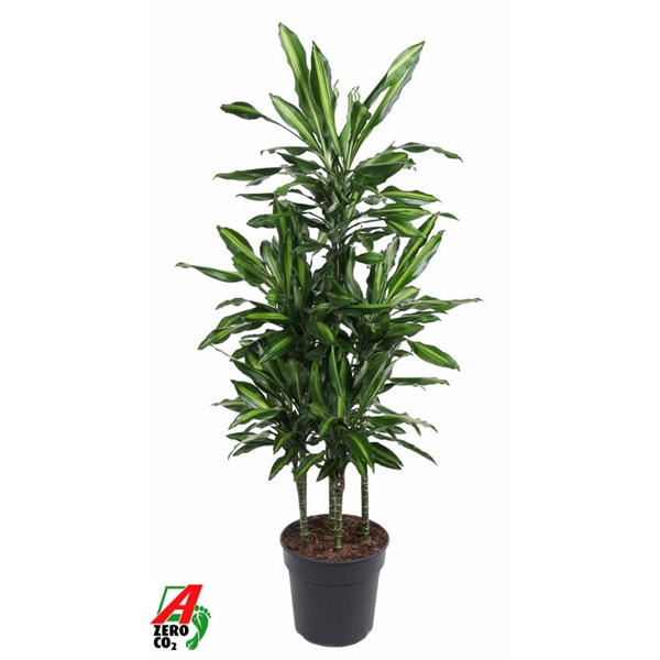 Dracaena frag Cintho carrousel 31Ø 150cm 6pp