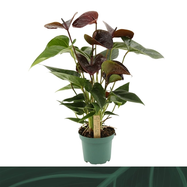 Anthurium Andreanum Essencia 12Ø 35cm 5fl