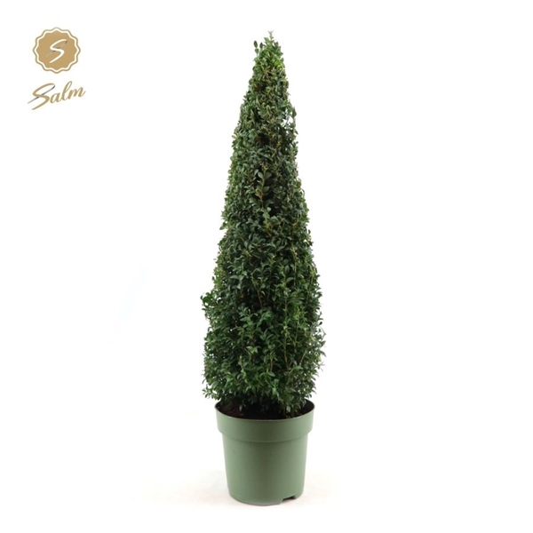 Buxus sempervirens pyramid 23Ø 90cm 25Ø