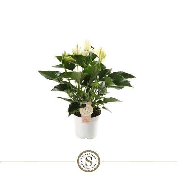 Anthurium Andreanum White Champion 12Ø 40cm 5fl