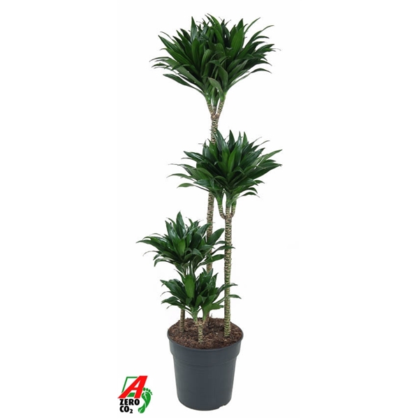 Dracaena fragrans Compacta 90-60-30-15 27Ø 130cm 4pp