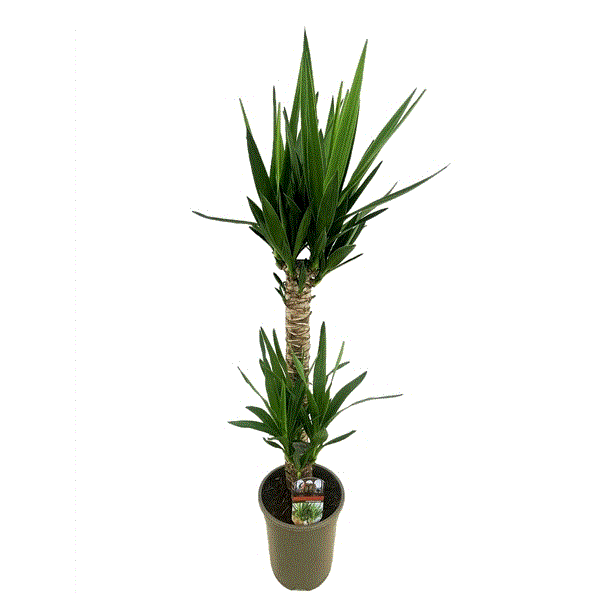 Yucca toef 60-20 19Ø 95cm 2Head