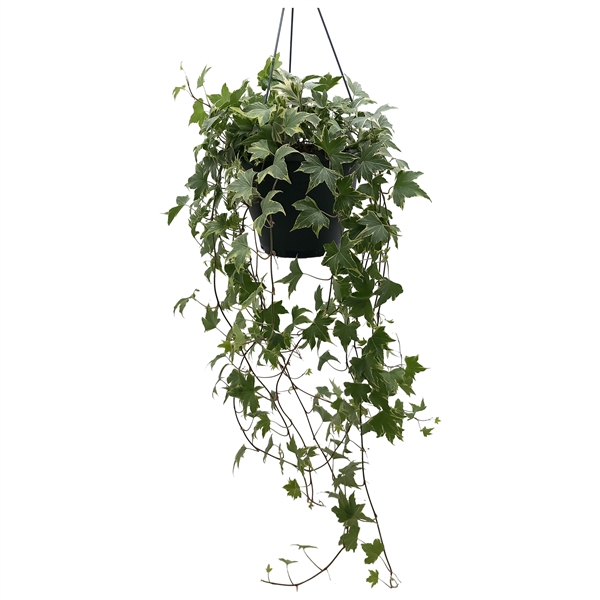 Hedera helix Yellow Ripple 19Ø 50cm