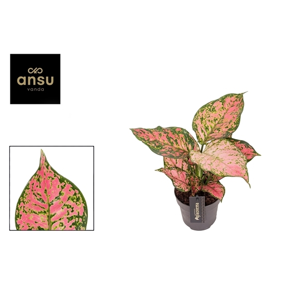 Aglaonema Crimson Love 12Ø 30cm 1pp