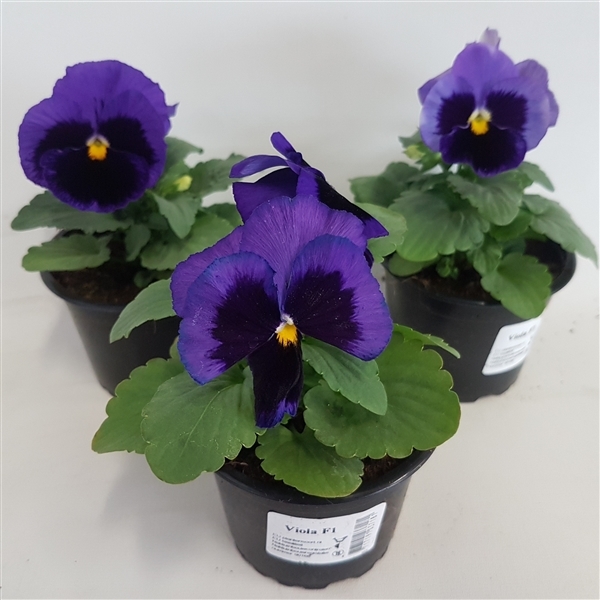 Viola Wittr Colossus F1 Deep Blue whiteh Blotch 9Ø 15cm