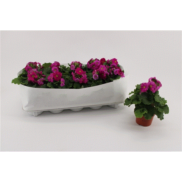 Primula obconica Sweet Kisses Amore Magenta 10,5Ø 23cm